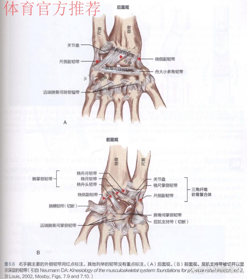 Siegel:康查尔左手拇指尺侧副韧带撕裂,三周后复查 Siegel:康查尔左手拇指尺侧副韧带撕裂,三周后复查